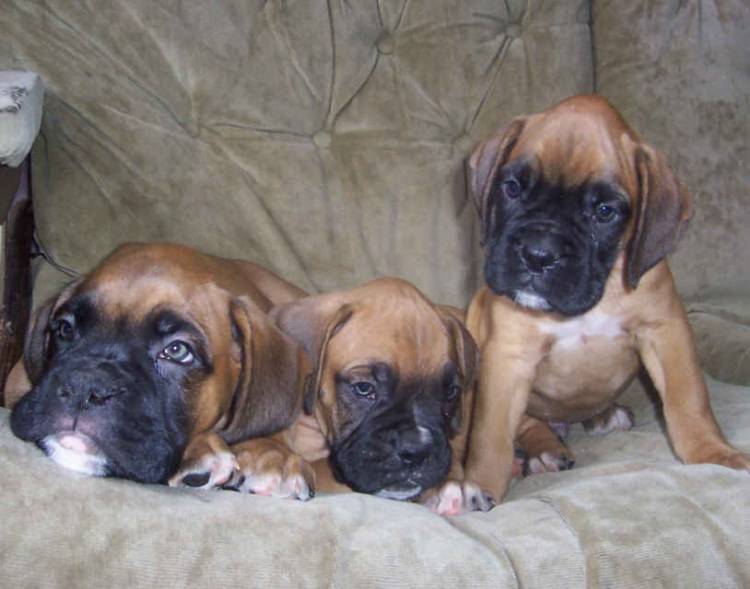 Danny, Odie and Oscar