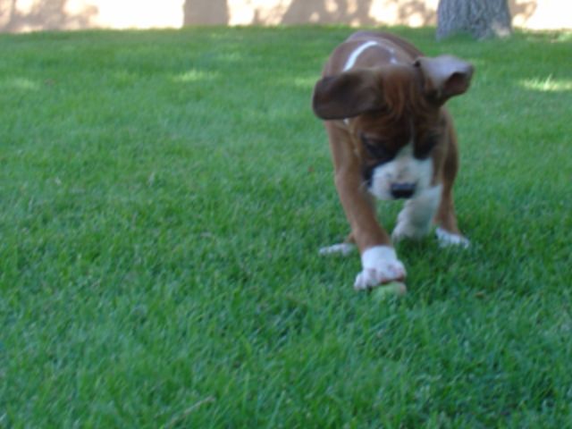 Dante playing