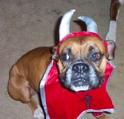 Daphne the Devil Dog