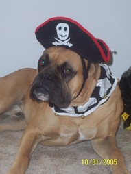 Darby on Holloween
