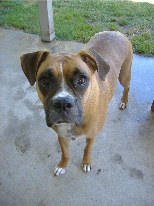 Darla, 2-1/2 years old.