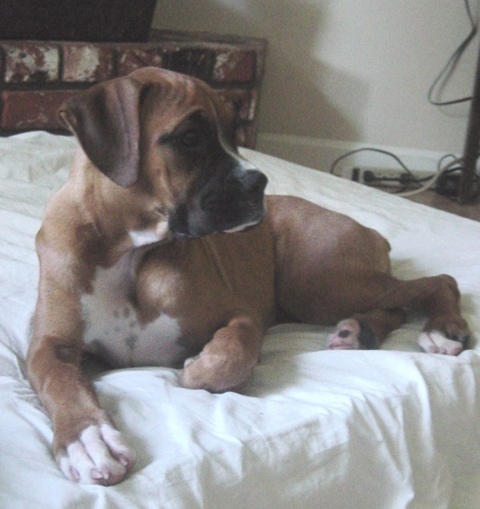 Darla, Approx 14 weeks old