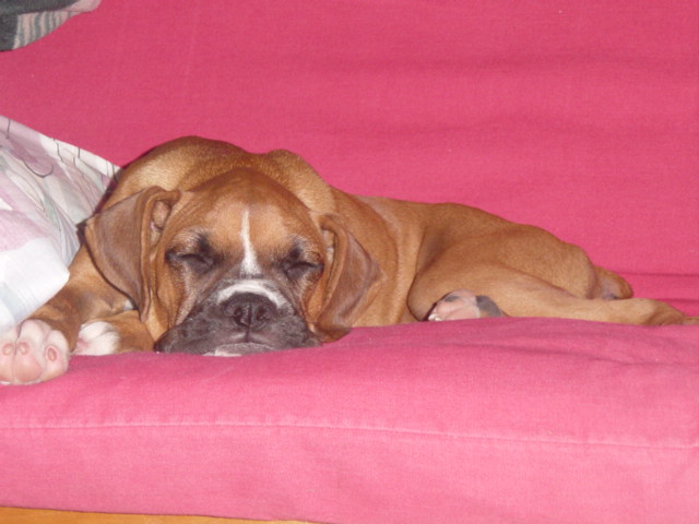 Darla sleeping soundly