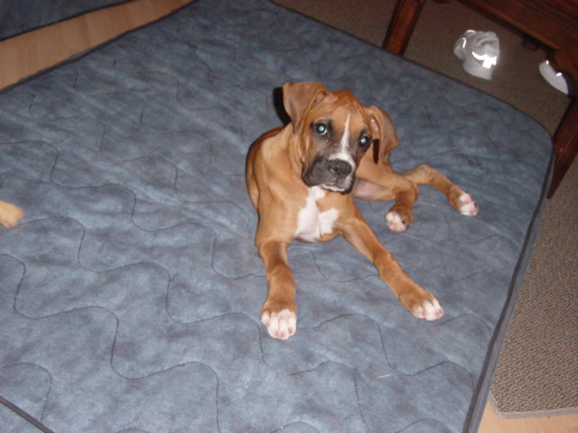 Darla