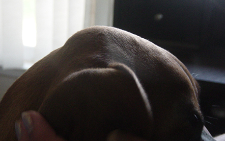 Darla's dome.