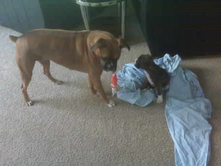 Darlin and Jager