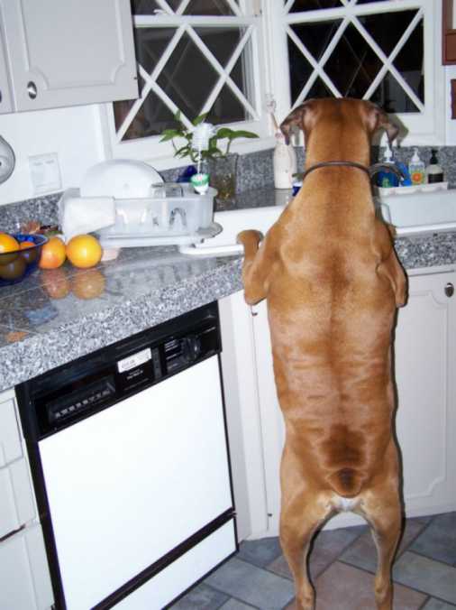 Darn dish pan paw's.
