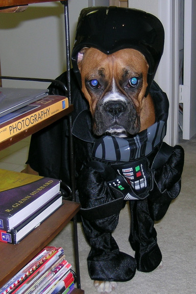 Darth Lily again