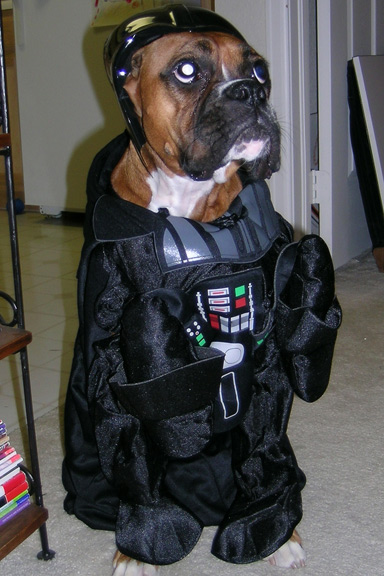 Darth Lily