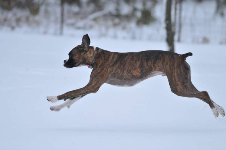 Dashing Fred