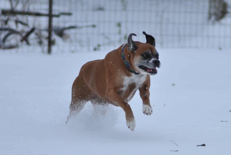 Dashing Lucy