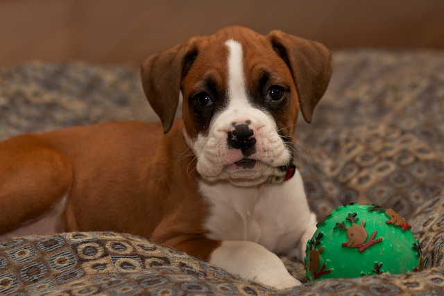Dash's first night home