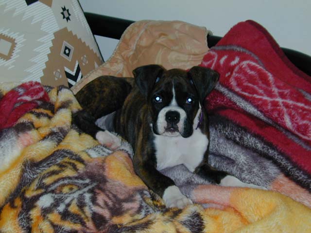 Dasia (12 Weeks) Futon 1
