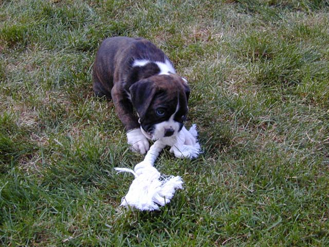 Dasia (5 Weeks) Chew Toy