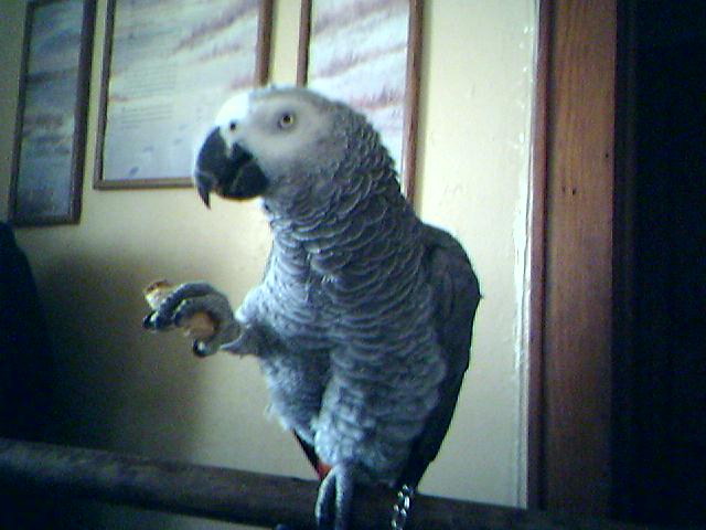 Davidson-Congo African Grey