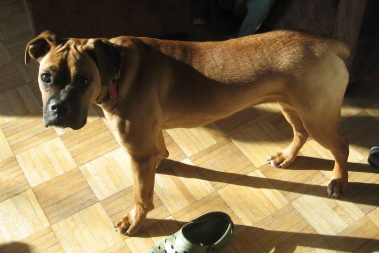 Dax - 6 months