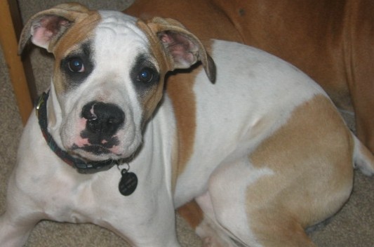 Dax 6 mos old