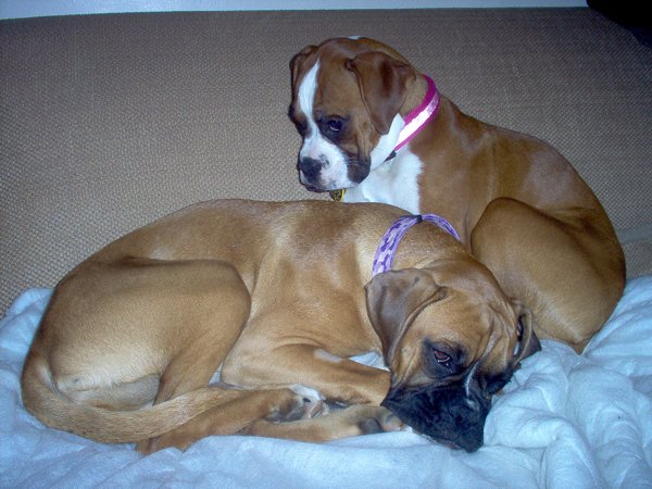 day after maggies spaying
