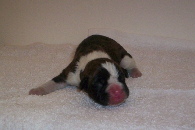 Day old Trinity