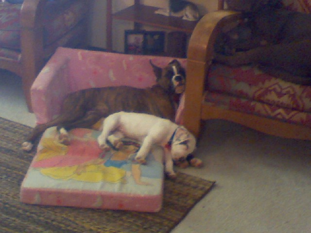 Dayzee and Krypto