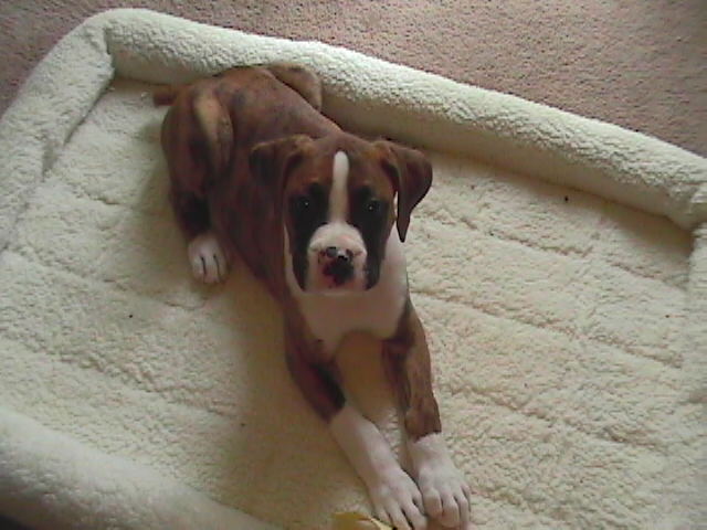 DC Pup