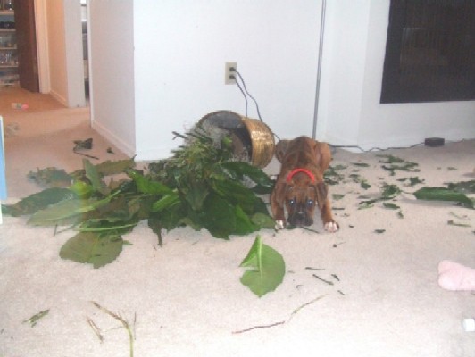 DEATH TO THE PLANT