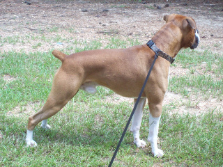 Debo