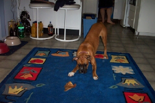 dec_2003_pigs_ear