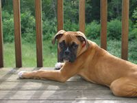 Deck spot, 15 weeks