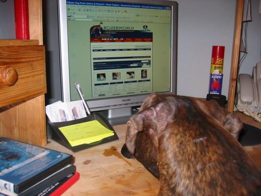 Dedicated  fan at BoxerWorld!!