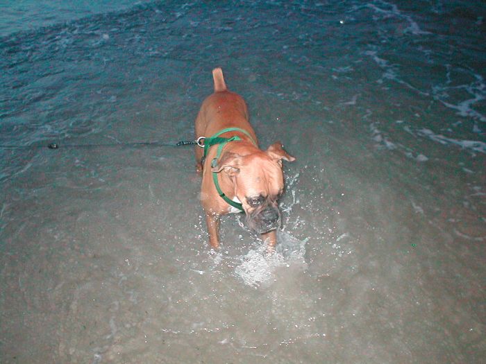 Dee Dee playing in the water