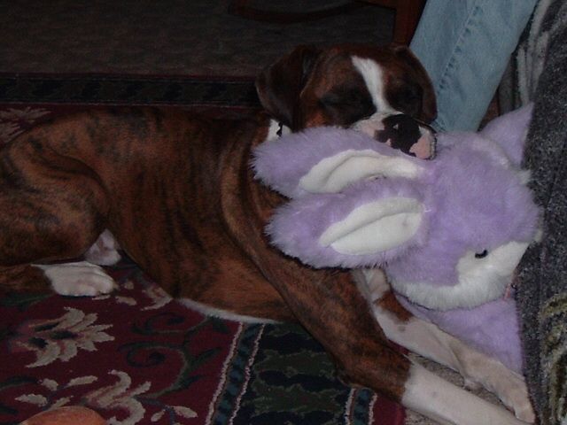 Deeg enjoying his bunny