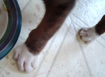 Deformed Feet
