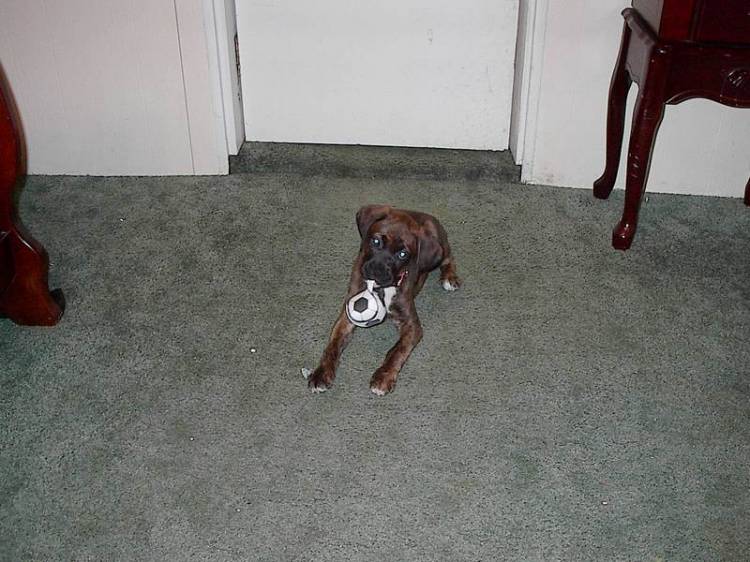 Dela 11 wks