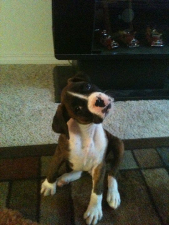 Delbert