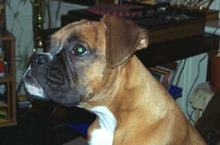DelBoy 5 months