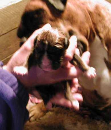 DelBoy's first picture
