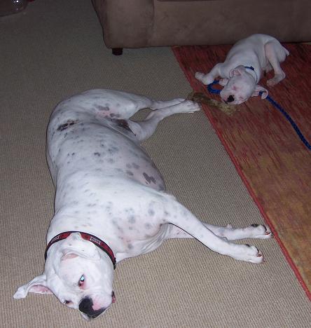 Delilah 5.5 years Felix 14 wks