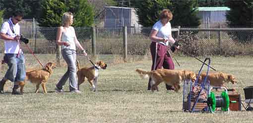 Demi and Tollers