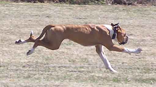 Demi Lure Coursing