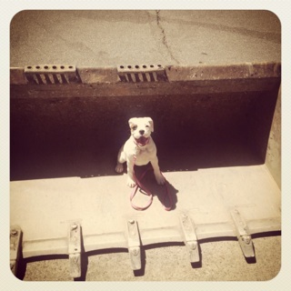 Demo dog