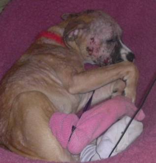 demodex again