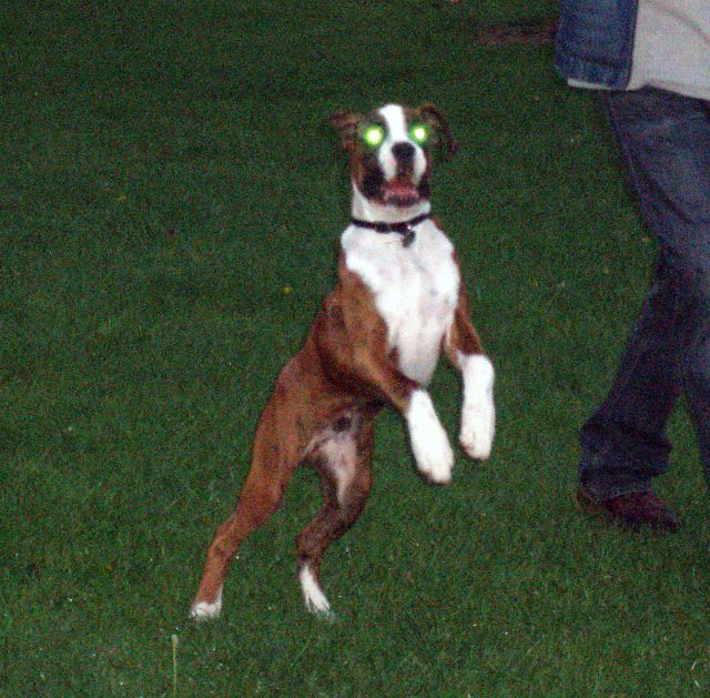 Demon Dog!