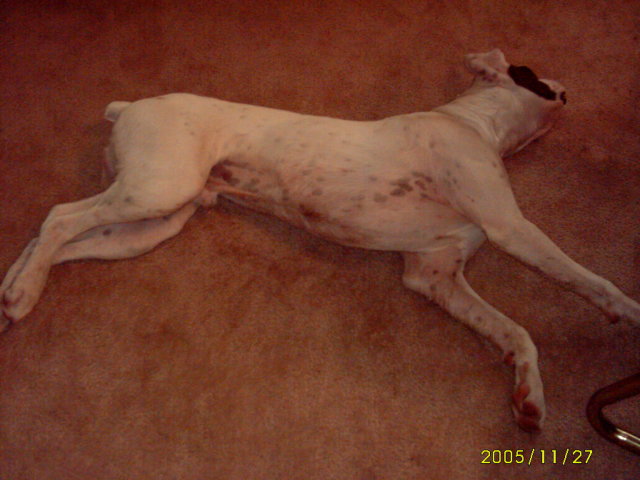 Demps @ 7 months old