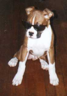 "Dempsey" as a little one