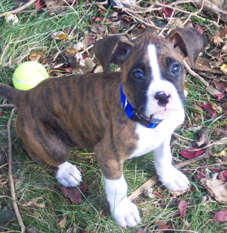 Dempsey in the yard