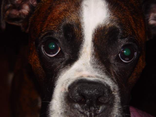 Dempsey mug shot