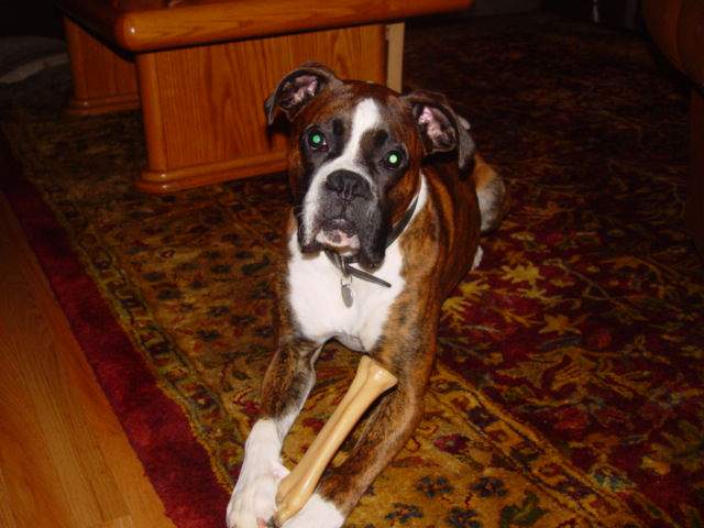 Dempsey w/ chewy toy