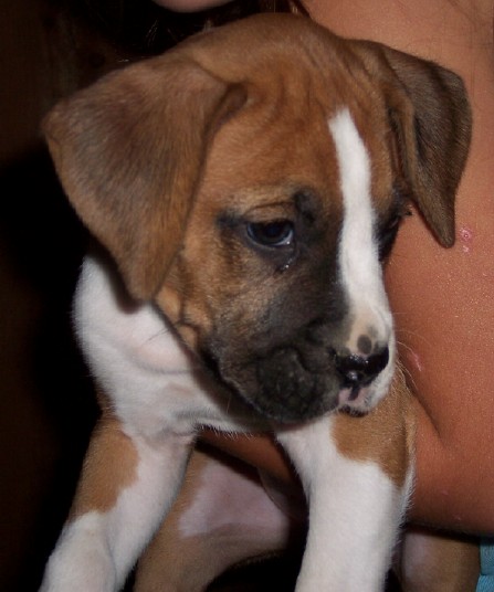 Denver 6 Wks.