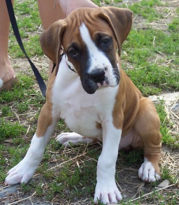 Denver 8 Wks.